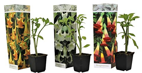 Plant in a Box - Brugmansia Mix - 3er Mix - 'Engelstrompete' - Gartenpflanze - Trompetenbaum - Kübelpflanze - Topf 9cm - Höhe 25-40cm