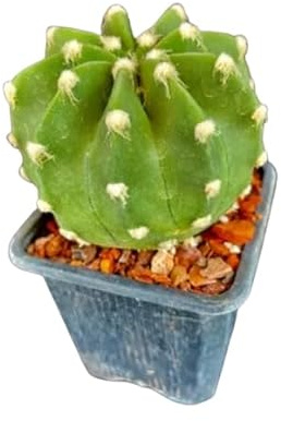 Cactus Natural Maceta de 10cm - Echinopsis Denudatum