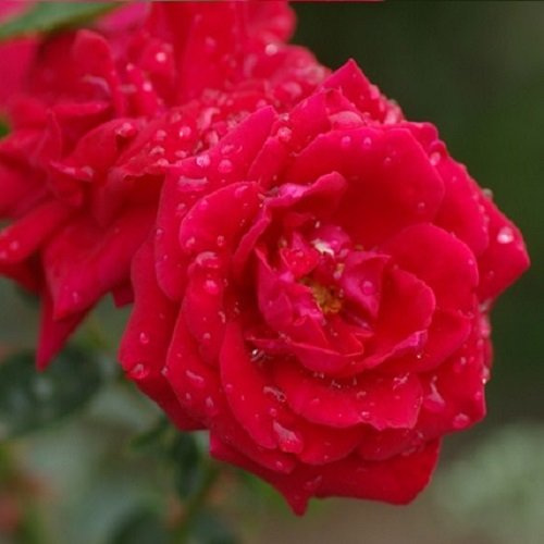 Rosal trepador New Dawn Rouge - Rojo, perenne, fragante y resistente | ClematisOnline - Plantas trepadoras