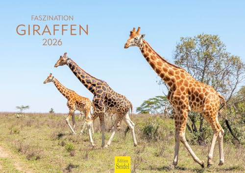 Edition Seidel Calendario premium fascinación jirafas 2026 formato DIN A4 calendario de pared calendario de animales África Sudáfrica Kenia Serengeti estepa sabana jirafa toro vacas animales salvajes