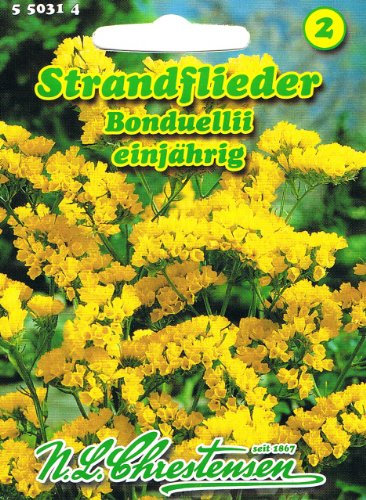 Strandflieder 'Bonduelli' gelb, einjährig, Trockenblume 'Limonium sinuatum'