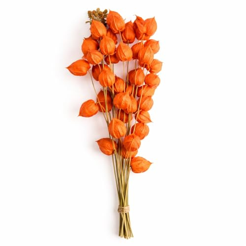 NaDeco Physalis Zweige getrocknet Natur 60–70 cm – Lampionblume Bund 8–10 Stiele – Trockenblumenstrauß Boho Deko – Herbstdeko Natur – Trockenblumen Kranz DIY – natürliche Dekozweige Wohnzimmerㅤ