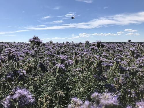 Phacelia (Phacelia tanacetifolia) Samen. Bienenweide & Gründüngung (5000 Samen = 9,0g)