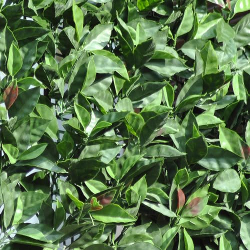 Siepe sintetica effetto photinia alta qualità in PE su rete plastica rotolo 3 m per privacy giardino e recinzioni, varie altezze – FENCESHOP - H. 100 cm