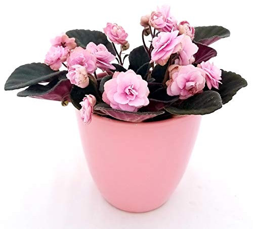 POWERS TO FLOWERS - SAINTPAULIA PINK LADY IN VASO CERAMICA ROSA, VIOLETTA AFRICANA, pianta vera