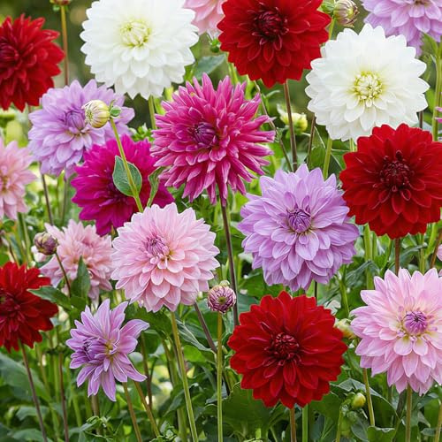 Dahlias Bulbes Beauté Collection - 5 Bulbes de Fleurs à Planter Exterieur - Plante Exterieur Jardin - Naturelle Plantes de Hollande (pas de graines, non artificielle)