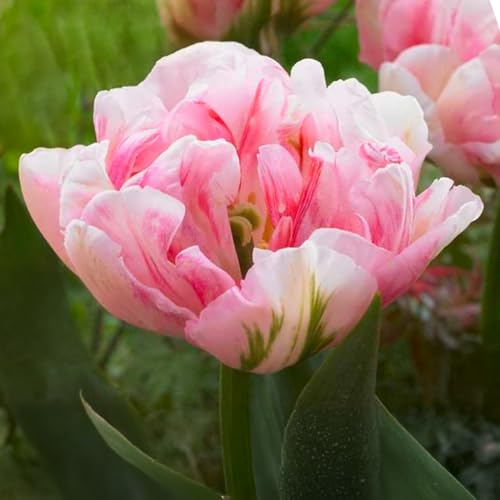 8 bulbes de Tulipes doubles tardives 'Finola' | Circonférence 12/+ cm | Bulbes provenant des meilleurs producteurs néerlandais | Sélection exclusive et contrôle qualité | Floraison garantie.