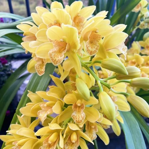 (UOLKEZFM) Cymbidium Hardy – Affidabile resistenza al gelo insieme alla radice di Cymbidium per una crescita ottimale - 3 tuberi Cymbidium - G