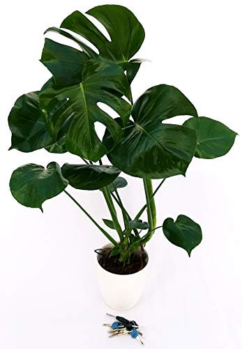 POWERS TO FLOWERS - PHILODENDRON, PHYLODENDRON PERTUSUM, MONSTERA DELICIOSA, IN VASO CERAMICA BIANCO A RIGHE Vaso 20CM, pianta vera
