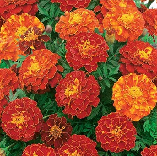 200 Marigold Tagetes Patula French Double Brocade Red Seeds - 200 Seeds