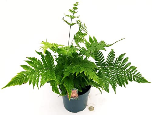 POWERS TO FLOWERS - DRYOPTERIS ERYTHROSORA, IN VASO 12CM DIAMETRO, FELCE DA ESTERNO, Pianta vera