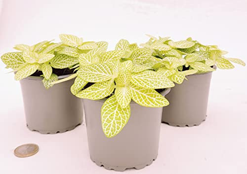 POWERS TO FLOWERS - FITTONIA ALBINA LIME, 3 PIANTE, VASO 9CM DIAMETRO, piante vere