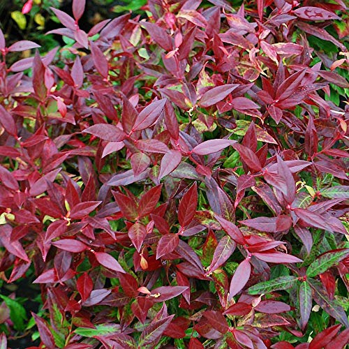 GardenersDream Leucothoe Axillaris 'Zeblid' Scarletta Switch Ivy – Evergreen Outdoor Shrub – Hardy Perennial Garden Plant – Decorative Groundcover Plant for Gardens & Borders (9cm Pot, 20-30cm)