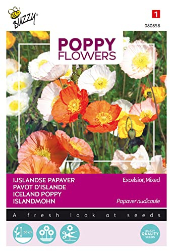 Buzzy Poppy Flowers Islandmohn