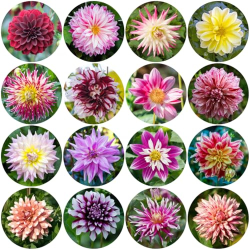 tuberi di dalia perenni resistenti - per giardino tappezzante decorazione per esterni 10pcs