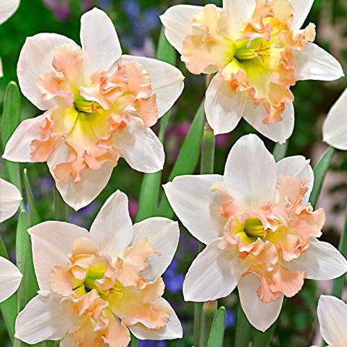 Bulbi narcisi|Semi Daffodil| bulbi a fioritura-2,10bulbis