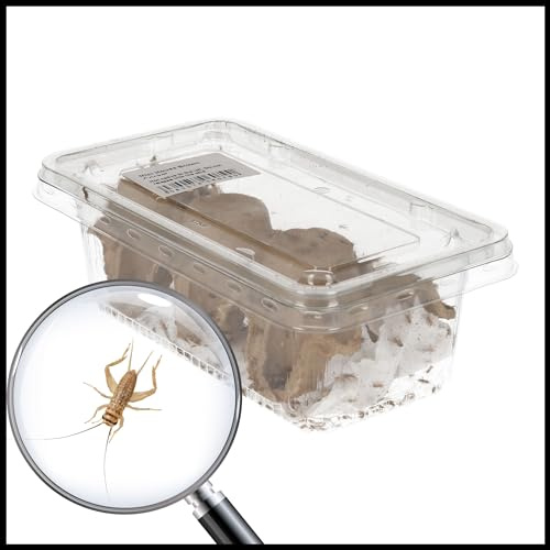 Livefoods4u Mini House Brown Crickets 3-4mm | Live Food for Reptiles