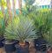50 semillas de yuca verde