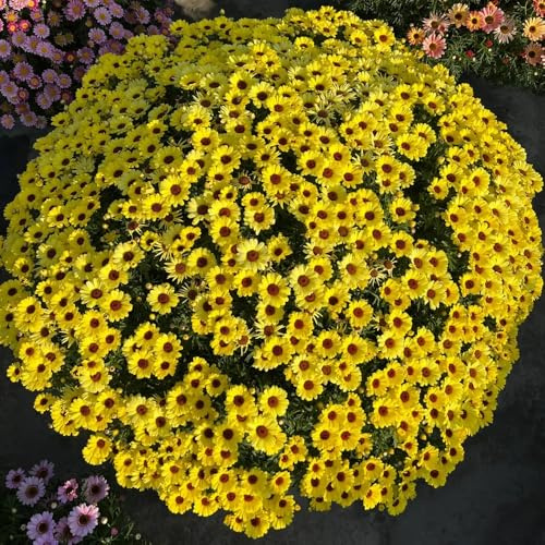 Semi di margherita perenne-giardino,resistenti all'esterno da appartamento,meravigliosamente luminosi con resistenti 900pcs