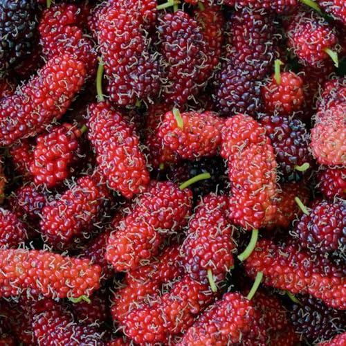 maulbeeren maulbeerbaum säulenobst balkonpflanzen winterhart maulbeere säulenobstbäume bio topfpflanzen draußen winterhart 130pcs