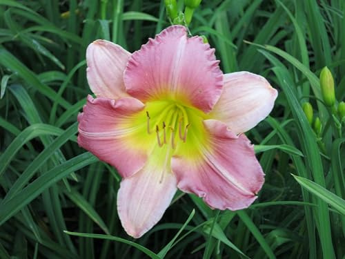 zweifarbige hohe Taglilie Hemerocallis Final Touch im 11cm Topf öfterblühend