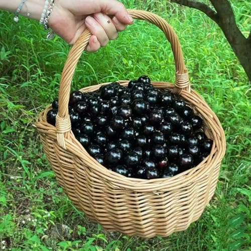 semillas del árbol de jabuticaba - plantas resistentes al aire libre comprar árboles frutales plantas frutales semillas de bonsái en macetas jardín frutas árbol frutal para los 150pcs