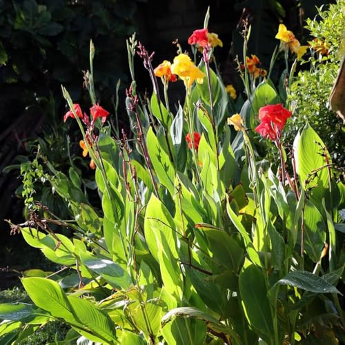 4 piezas bulbos de lirio canna - de balcón resistentes pequeño para mujeres, resistentes para jardín, primavera Bulbos