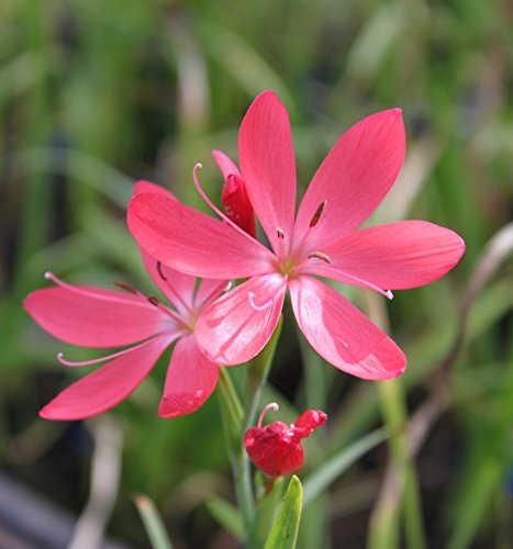 WASSERPFLANZEN WOLFF - Schizostyles coccinea - Hesperantha coccinea - Spaltgriffel - Sumpfgladiole, rosa-rot, weiß - QUALITÄTSSTAUDE im 9er Topf - durchwurzelt