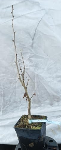 Corylus colurna/Noisetier de Byzance/Conteneur de 2 à 2.9 litres/Touffe