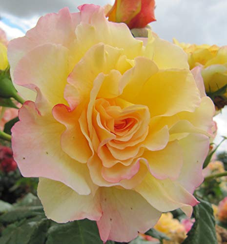 Perfect Harmony - 5.5lt Potted Hybrid Tea Garden Rose Bush - Gorgeous Large Fragrant Lemon Yellow Blooms with Pink Edges