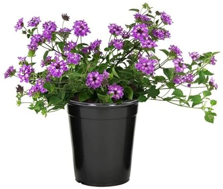 Lantana Morada Planta de Exterior Natural con Flores