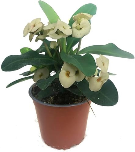 Corona de Cristo Blanca Natural Planta de Interior y Exterior - Poco Riego