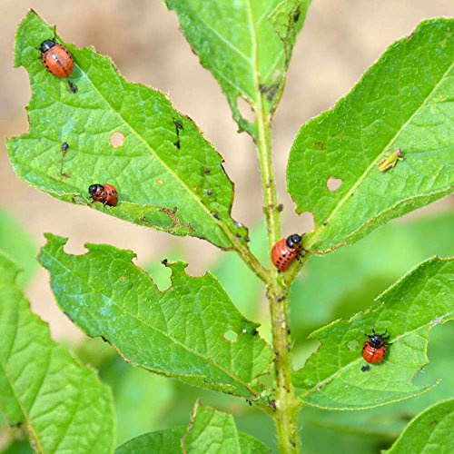 Agro Sens Insecticide Choc doryphores et chenilles nuisibles spécial Potager