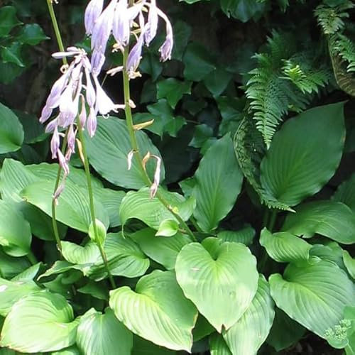 12 unidades o 1 m² Hosta fortunei 'Hyacinthina' Maceta 9x9 cm