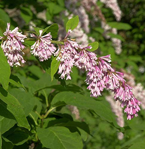 Bogenflieder 30-40cm - Syringa reflexa - lebende Gartenpflanze aus den Baumschulen