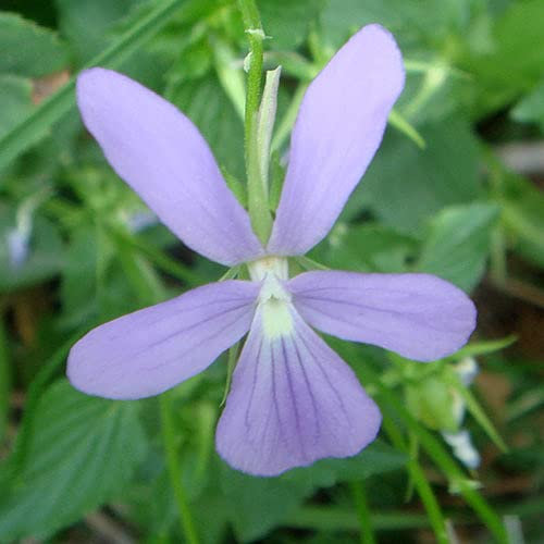 Plant World Seeds - Viola Cornuta Seeds (Perennial Flower Seeds)