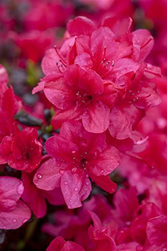 Rhododendron obtusum 'Diamant Rot' 15-20 cm – Winterhart, Immergrün, Mehrjährig – Japanische Azalee – Zierstrauch für Kübel & Beet