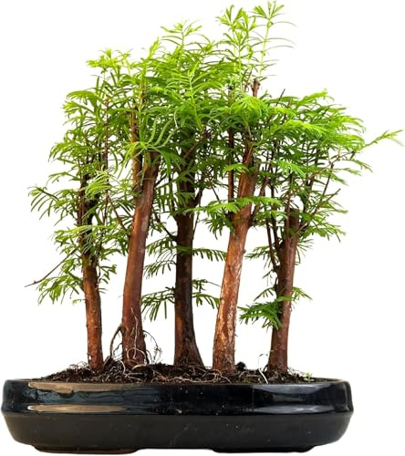 Bonsai LT Forêt Métaséquoia – Arbre fossile vivant dans un pot de 25 cm | Bonsaï d'intérieur/extérieur | Idée cadeau rare | Facile à entretenir | Plante décorative pour la maison et le bureau