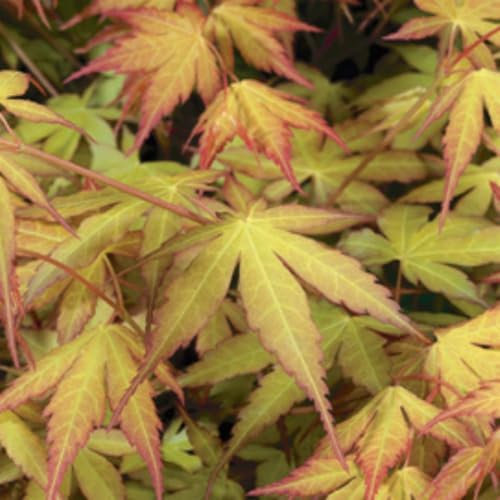 Acer palmatum 'Katsura' - Award-Winning Japanese Maple - Vibrant Golden-Orange to Green Foliage - Compact Tree for Small Gardens & Containers - 1x 9cm Pot by Thompson & Morgan