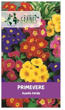 70 Graines de primevère 'Acaulis' - Une fleur rustique et colorée, idéale pour égayer le jardin dès la fin de l'hiver