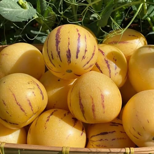 Pera melone, semi di pera melone - frutto colonnare frutteto da frutto colonnari acquistare da esotico nani, resistenti per giardinieri 80pcs