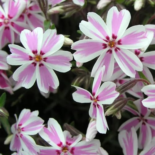 semi di phlox tappezzanti decorazioni giardino per esterni rialzata rampicanti esterno d'appartamento giardino interno balcone con 500pcs