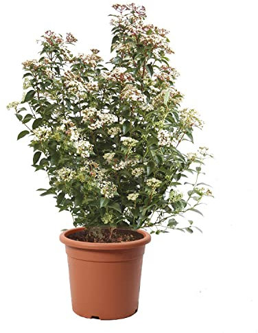 KENTIS - Viburnum Tinus 'Eve Price' - Pianta di Viburno - Piante Vere da Esterno Sempreverdi Resistenti - Pianta da Siepe - H 60-80 Vaso Ø 24 cm