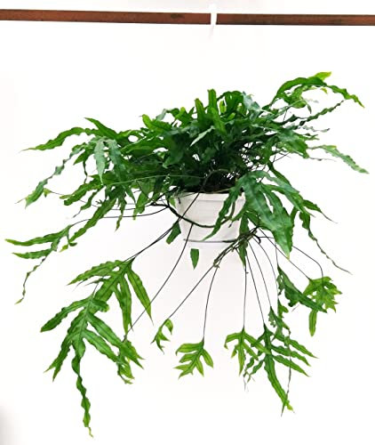 POWERS TO FLOWERS - FELCE, MICROSORUM DIVERSIFOLIUM BASKET, pianta vera