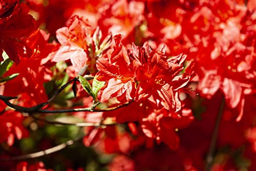 Rhododendron luteum 'Fireball' 40–50 cm – Winterhart, Mehrjährig, Pflegeleicht – Azalee – Blütenstrauch für Garten & Beet