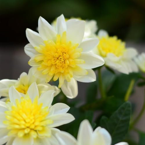 tuberi di dalia sostenibili giardino primaverili regalare rialzata per 1pcs