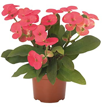 DECOALIVE Espina de Cristo Planta Natural Cactus Flor Roja