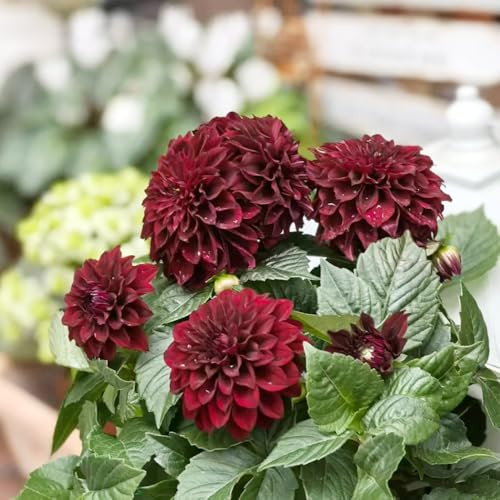 dalia giardino balcone decorazioni giardino esterni semi resistente estate 150pcs