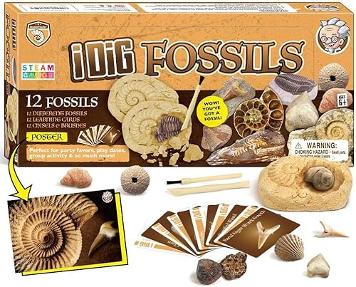 Dr. Daz - 12 Fossil da Collezione Naturali - Paleontologia - Regali Pasqua Bambini