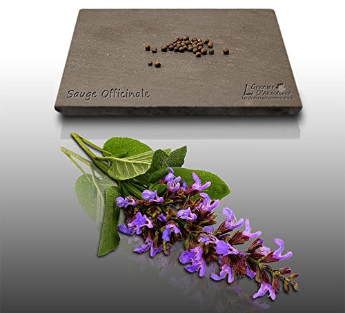 25 graines d'Aromatiques à semer - Le Grenier d'Abondance - SAUGE - Rosmarinus officinalis